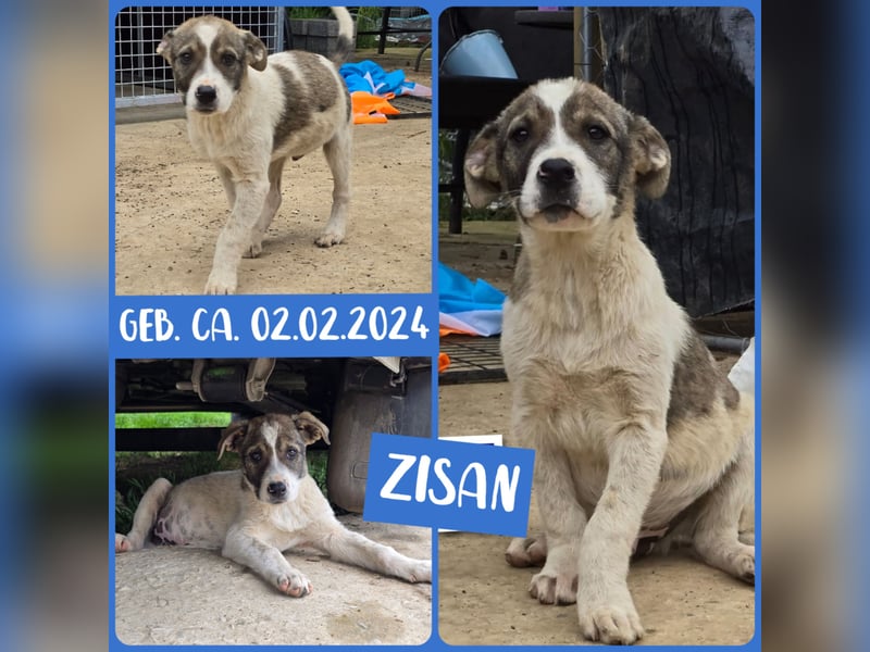 Zisan, Junghund, *ca. 02.02.2024, mittelgroß, freundlich, offen, sozial