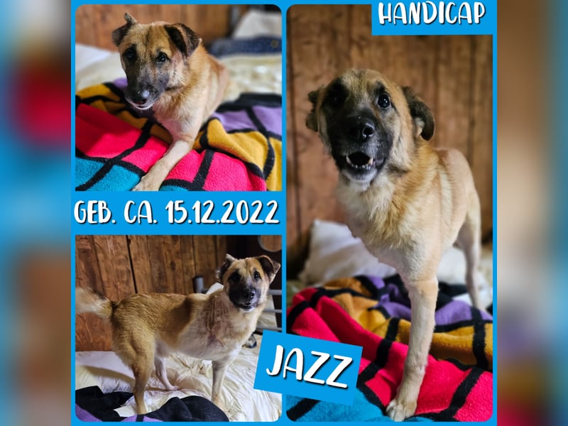 Jazz, ca 2,5 Jahre,  fröhlich, sozial, anfänglich zurückhaltend,Handicap 3 Beinchen