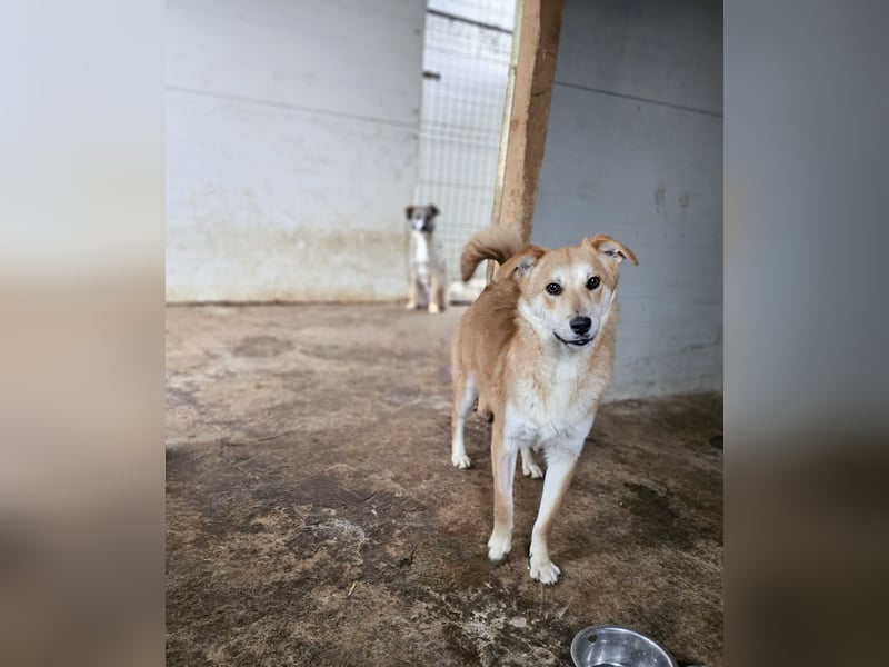 Miky, toller Junghund, 1 Jahr und 9 Monate,  lieb, sozial, aktiv