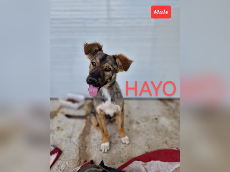 Hayo. Rüde, 3j 5m alt,groß, lieb, sozial, verschmust