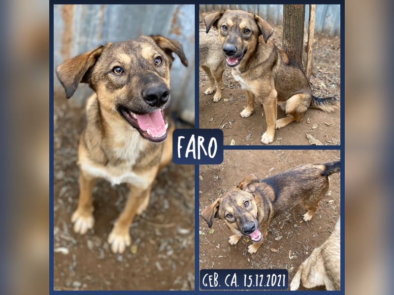 Faro, 3 1/3-jähriger Bub,  ca. mittelgroß, freundlich, verspielt, aufgeschlossen