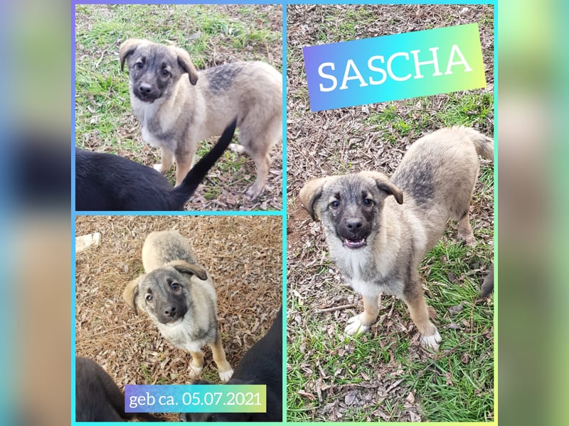 Sascha  3 ¾ jähriger Bub, SH ca. mittelgroß, verspielt, sozial, menschenbezogen, lieb
