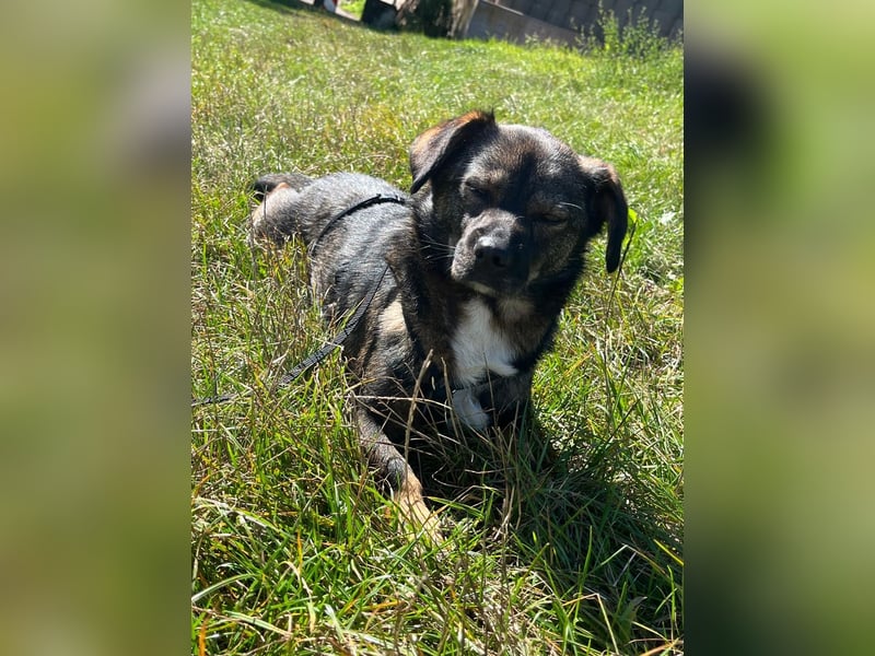 Benji, Rüde,ca* 4 Jahre, ca. 40cm, ca. 10kg, sehr Menschenlieb