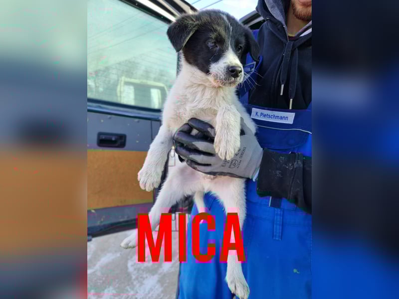 Mica, 3  ½ -jähriger Bub, ca mittelgroß, kastriert, freundlich, sozial, verschmust