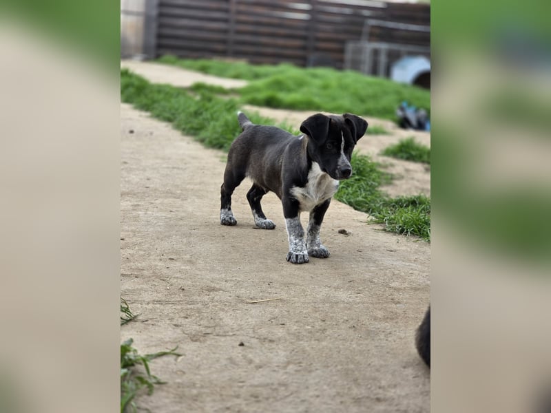 Franz.  Bub, 5 Monate, aktuelle Größe nachfragen