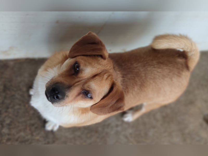 Dusty, Rüde, 4 Jahre, 3m, ca.35cm, Energiebündel