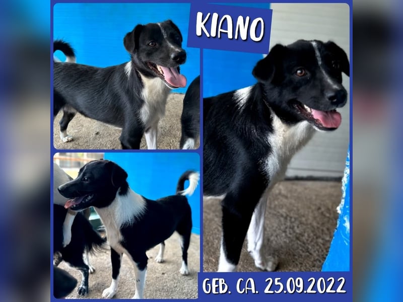 Kiano, Rüde, 2 1/2 -jähriger Rüde,  25.09.2022 geb.- mittelgroß, freundlich und sozial