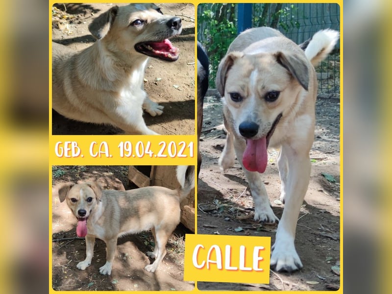 Calle , 4jähriger Bub, SH ca. 41 cm, fröhlich, aufgeweckt, sozial, liebt die Aufmerksamkeit und Zun