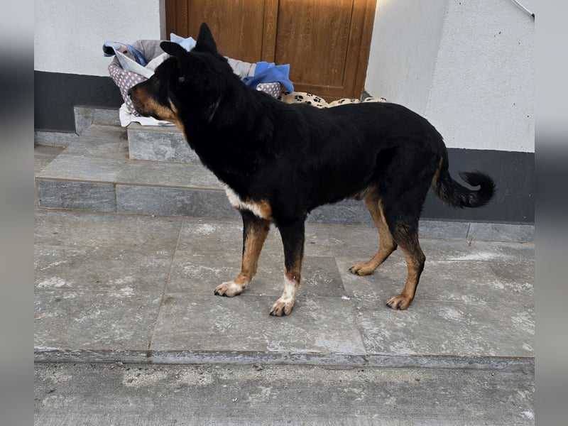 Amarok, Rüde, *ca. 11.12.2022, ca. mittelgroß, verspielt, freundlich, kennt die Hundesprache nicht,