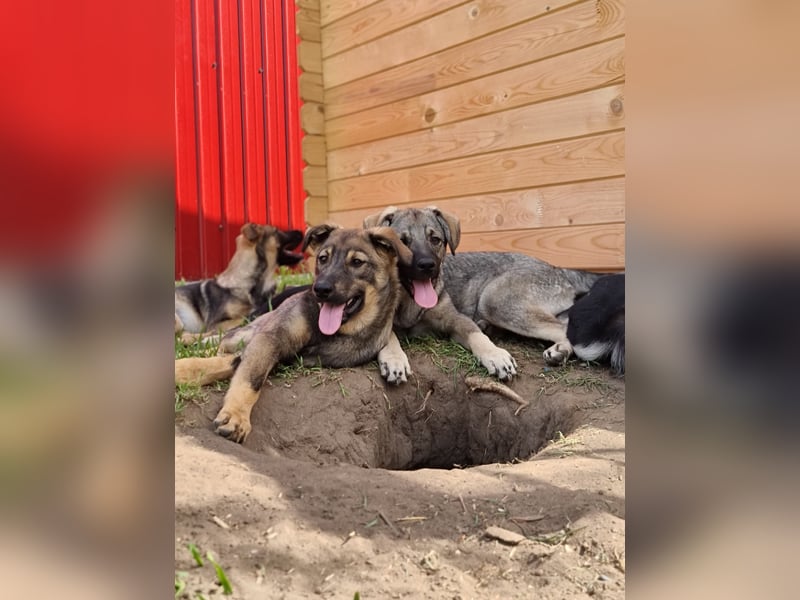 J E R O, 3j,5m alter Bub, ca. mittelgroß – groß, freundlich, verschmust, sozial, aktiv