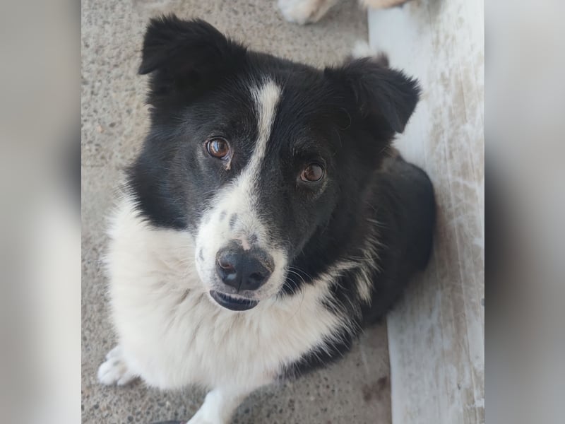 Zoro, 5 jähriger,  kleiner Rüde, , lieb, verspielt, und selbstbewusst