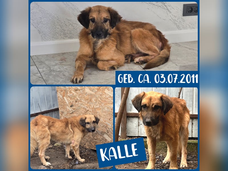 Kalle, Rüde, *ca. 2011, wir vermuten aber dass er jünger ist, ca. kniehoch, neugierig, vorsichtig, f