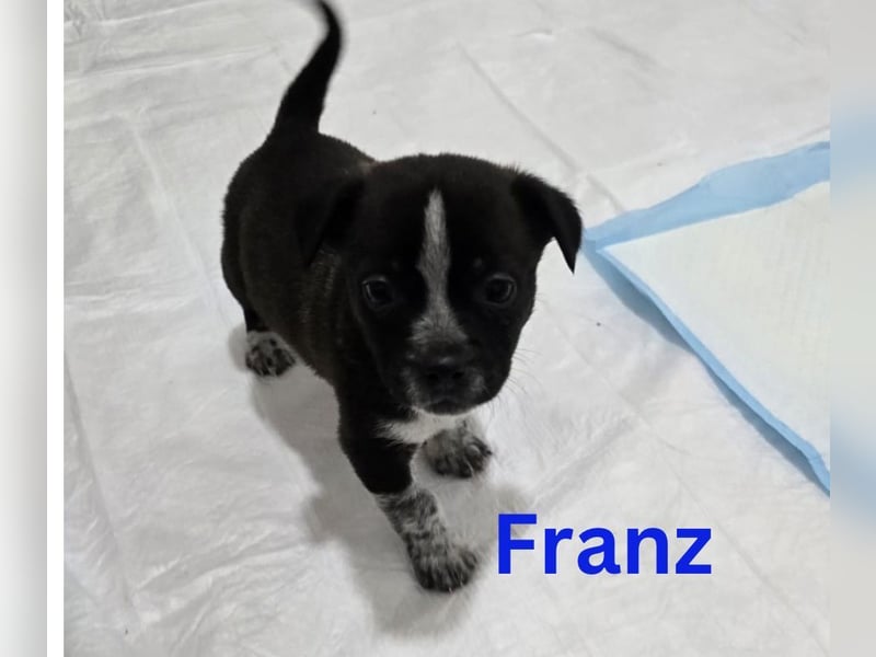 Franz.  Bub, 5 Monate, aktuelle Größe nachfragen
