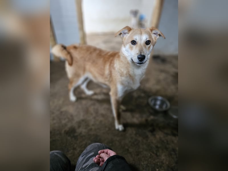 Miky, toller Junghund, 1 Jahr und 9 Monate,  lieb, sozial, aktiv