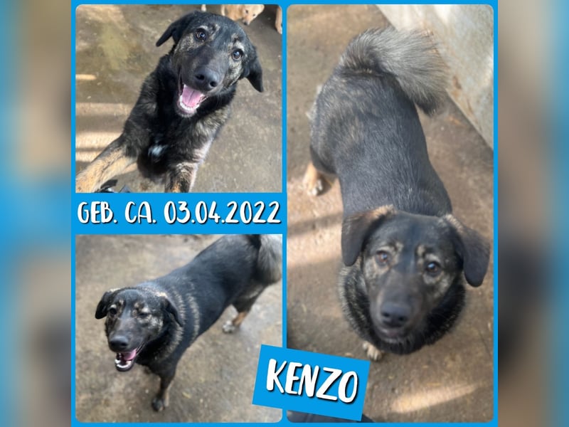 KENZO, 3 jähriger Rüde, SH ca. kniehoch, freundlich, fröhlich, aufgeschlossen