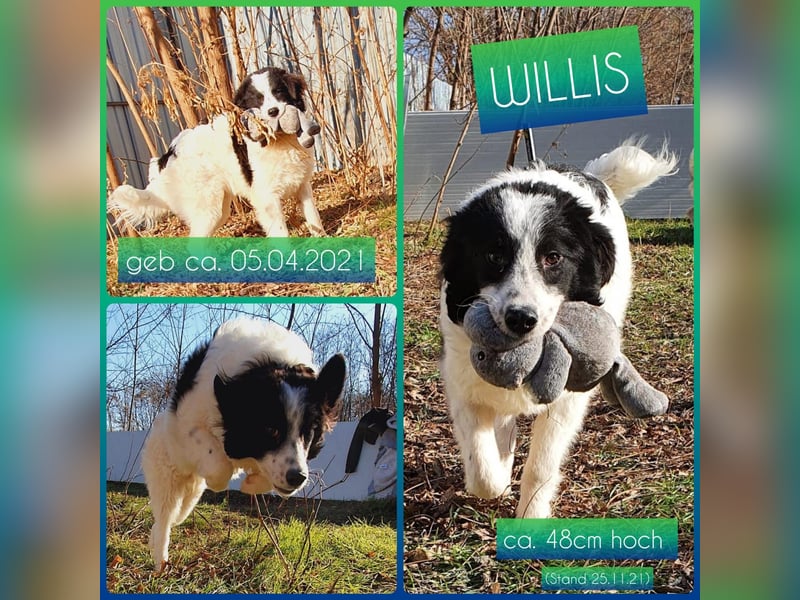 Willis, 5-jähriger Bub, SH ca. 48 cm, aufgeschlossen, freundlich, verschmust