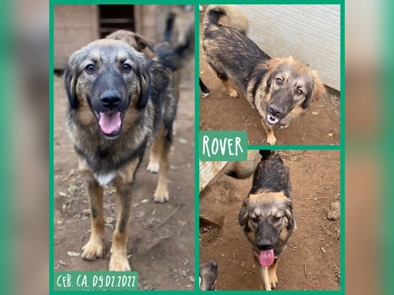 R O V E R , 3-jähriger Rüde, SH ca. mittelgroß – groß, freundlich, verspielt, verschmust, sozial
