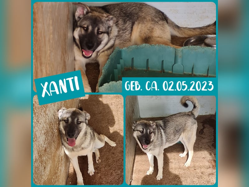 Xanti , fast 2-jähriger Bub, SH ca. mittelgroß – groß, menschenbezogen, aktiv, verschmust, sozial