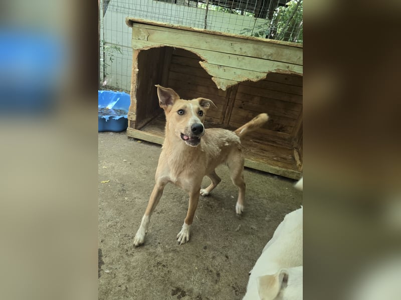 Dalton, 2jähriger Bub,  ca. mittelgroß, freundlich, verspielt, sozial, verschmust