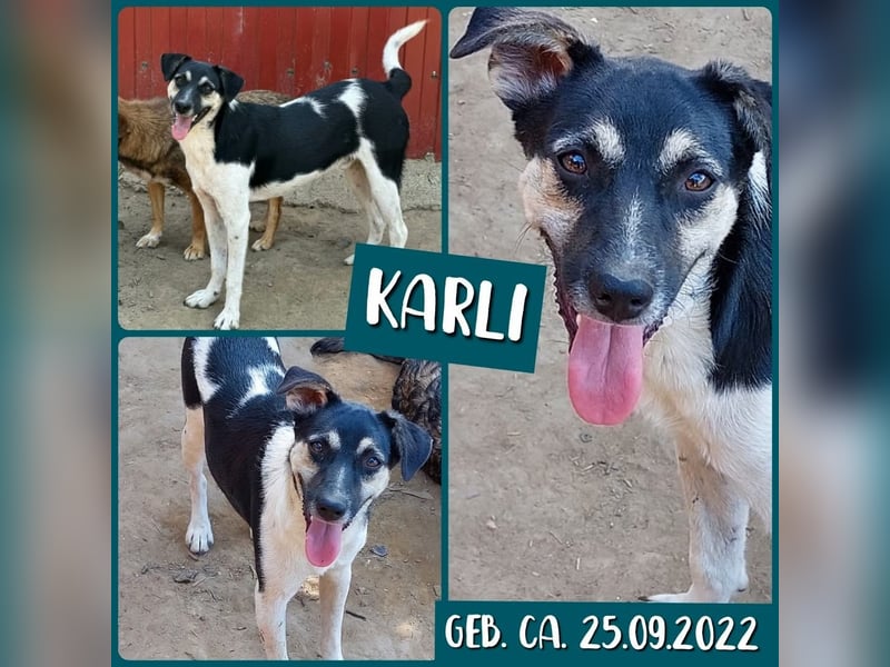 Karli, 2j,7m alter Bub, mittelgroß, sozial, sehr menschenbezogen
