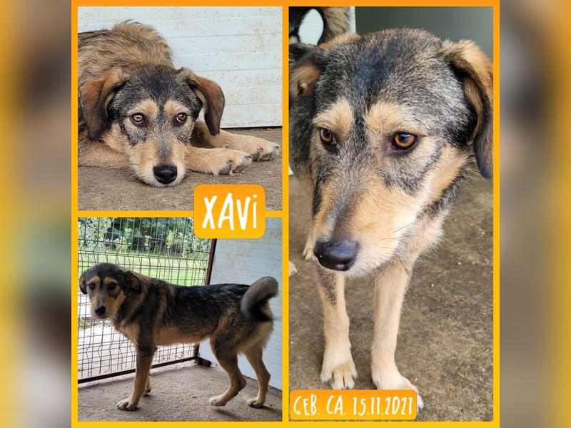 Xavi, 3 ½-jähriger Bub, SH ca. 55 cm , sozial, liebt kuscheln