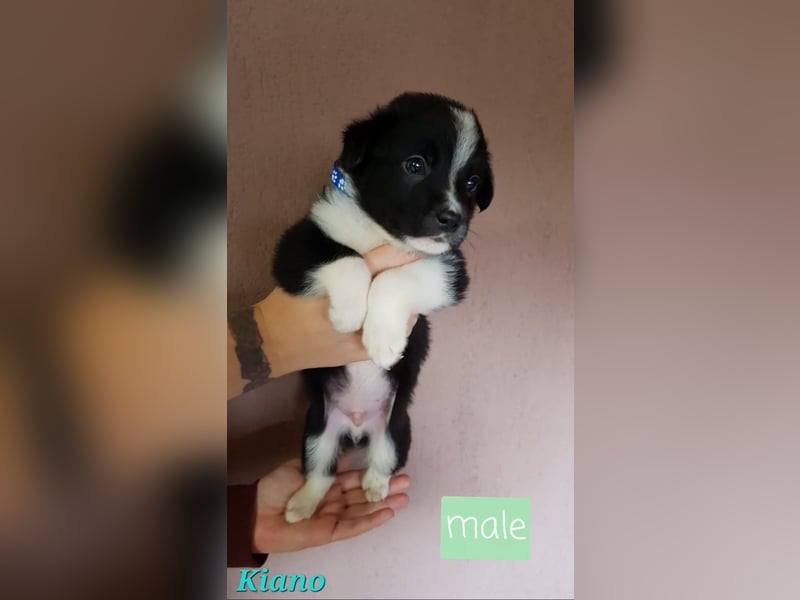 Kiano, Rüde, 2 1/2 -jähriger Rüde,  25.09.2022 geb.- mittelgroß, freundlich und sozial