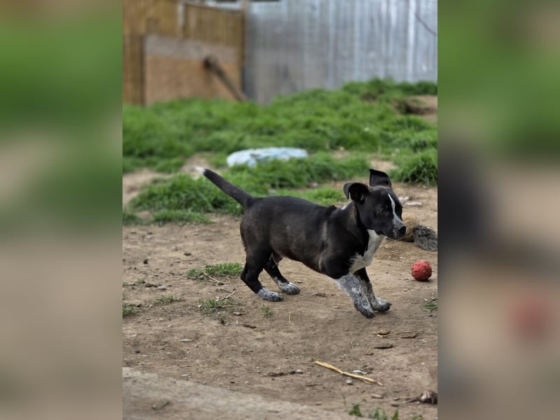 Franz.  Bub, 5 Monate, aktuelle Größe nachfragen