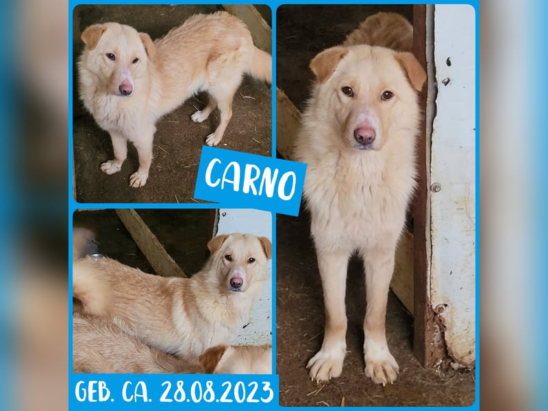 Carno, Rüde, 1 Jahr+ 8 Monate, mittelgroß bis groß, verschmust, sozial, aufgeweckt, neugierig