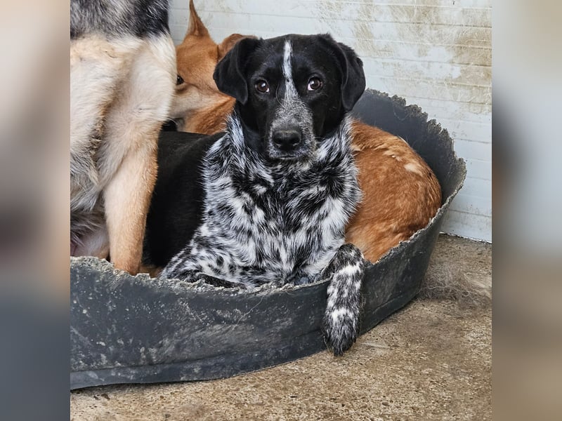 Zonky, 2 ½-jähriger Bub,*ca. 02.10.2022, sozial, menschenbezogen
