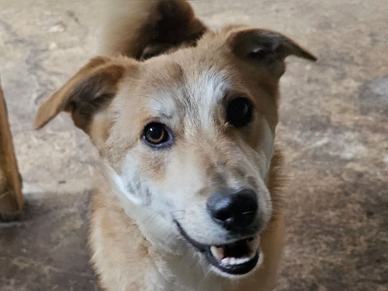 Miky, toller Junghund, 1 Jahr und 9 Monate,  lieb, sozial, aktiv