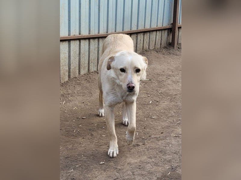 Xero, fast 3 ½ -jähriger Bub, SH ca. mittelgroß, verspielt, neugierig, verschmust, sozial