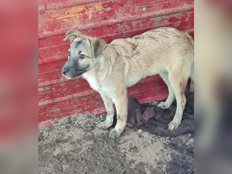 Wastl, 1 1/3 jähriger  Bub,  mittelgroß, verspielt, offen, neugierig, Flausen im Kopf