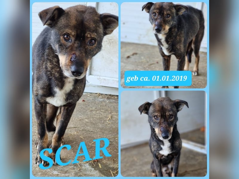 Scar, ca 6 Jahre alter Bub,  mittelgroß – groß, freundlich, zurückhaltend, sozial