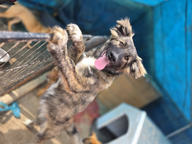 Winnie, ½-jähriger Bub, aktuelle Größe bitte nachfragen