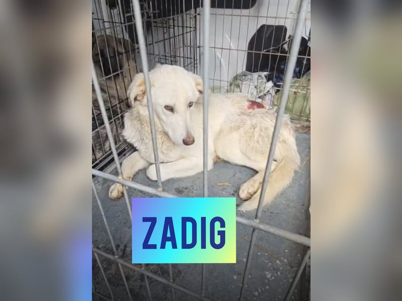 Zadig ,4-jähriger Rüde , SH ca. mittelgroß, offen, freundlich, sozial, neugierig