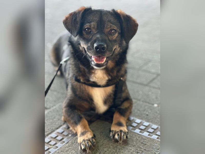 Benji, Rüde,ca* 4 Jahre, ca. 40cm, ca. 10kg, sehr Menschenlieb