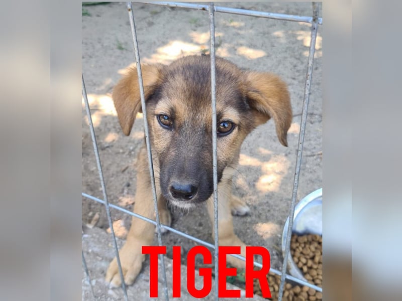 Tiger, 4jähriger Bub, SH ca. 55 -60 cm, verschmust, verspielt, liebt Menschen, sozial
