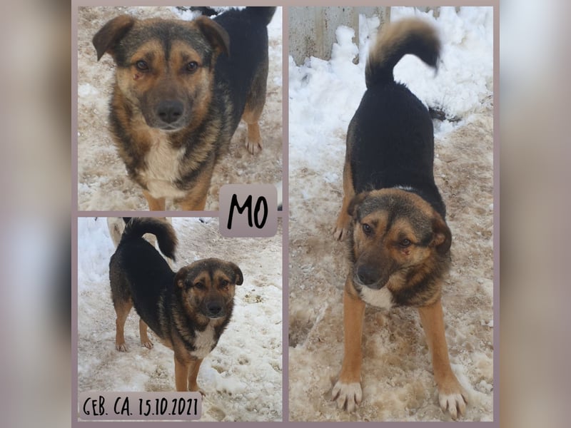 MO, ca. 3 ½-jähriger Bub, Größe nachfragen, freundlich, sozial, etwas vorsichtig)