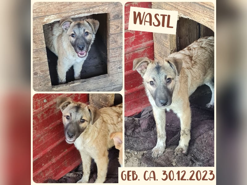 Wastl, 1 1/3 jähriger  Bub,  mittelgroß, verspielt, offen, neugierig, Flausen im Kopf