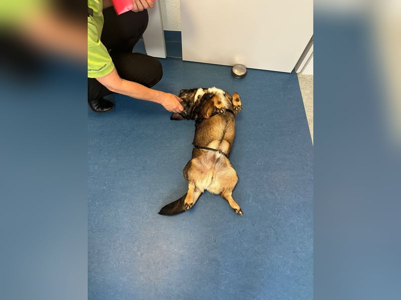 Benji, Rüde,ca* 4 Jahre, ca. 40cm, ca. 10kg, sehr Menschenlieb