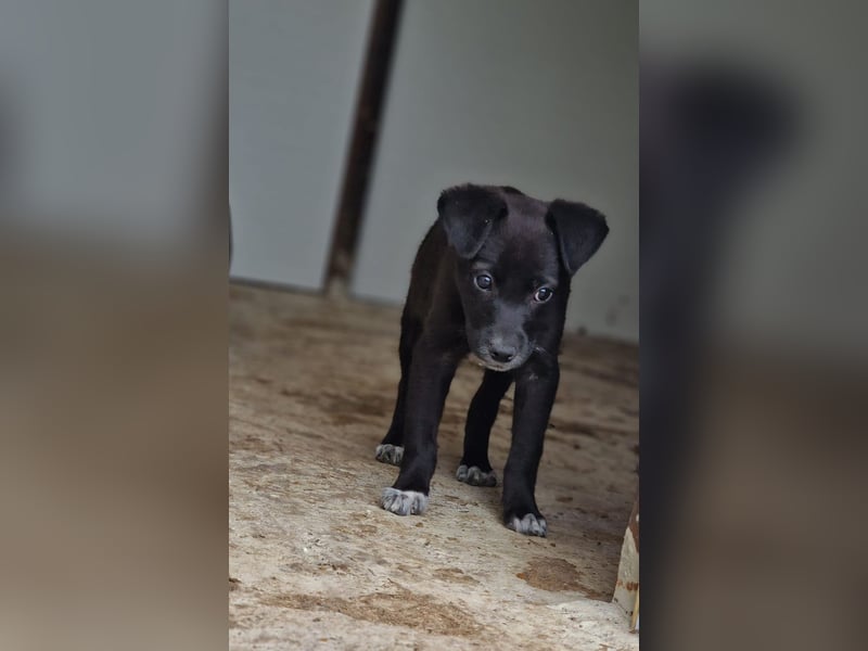 Vento, 3 jähriger Bub, SH ca. kniehoch, neugierig, verspielt, sozial