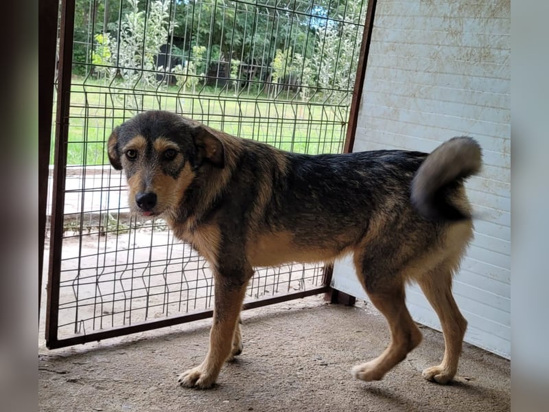 Xavi, 3 ½-jähriger Bub, SH ca. 55 cm , sozial, liebt kuscheln