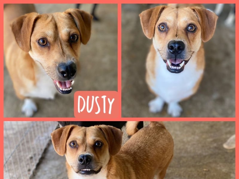 Dusty, Rüde, 4 Jahre, 3m, ca.35cm, Energiebündel