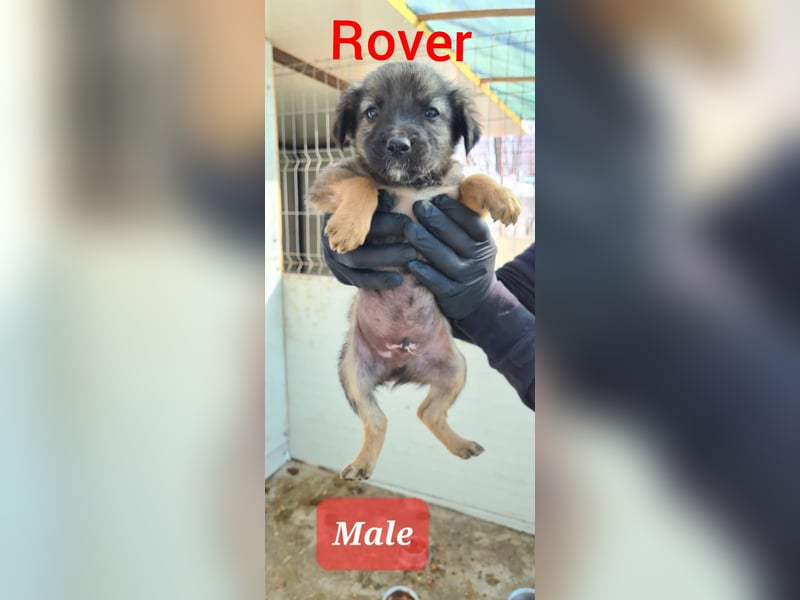 R O V E R , 3-jähriger Rüde, SH ca. mittelgroß – groß, freundlich, verspielt, verschmust, sozial