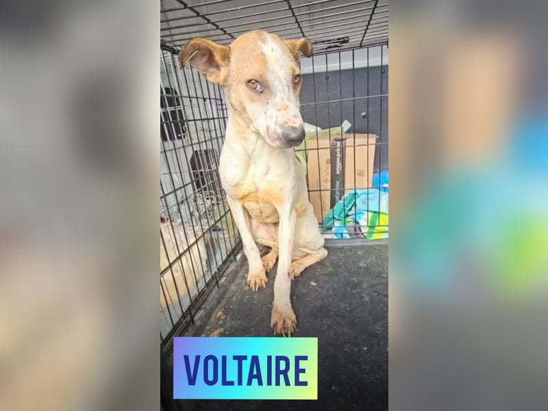 Voltaire, Rüde, *ca. 28.02.2019, mittlere Größe, anhänglich, sensibel