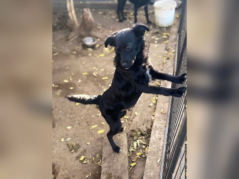 Denver, 3-jähriger Bub, sozial, verschmust, verspielt