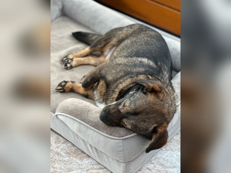 Benji, Rüde,ca* 4 Jahre, ca. 40cm, ca. 10kg, sehr Menschenlieb