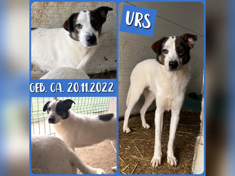 Urs, fas 2 ½ -jähriger Bub, SH ca. mittelgroß, freundlich, sozial, selbstbewusst