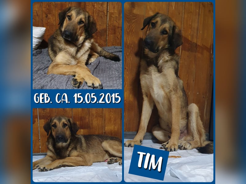 Tim , liebenswerter fast 10 jähiger Rüde, SH ca. 65 cm, freundlich, offen, neugierig