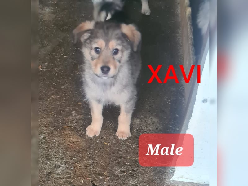 Xavi, 3 ½-jähriger Bub, SH ca. 55 cm , sozial, liebt kuscheln